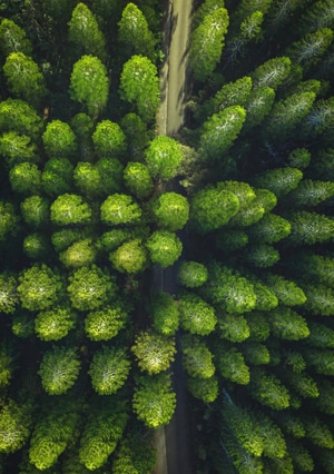 Baeume von oben gruen